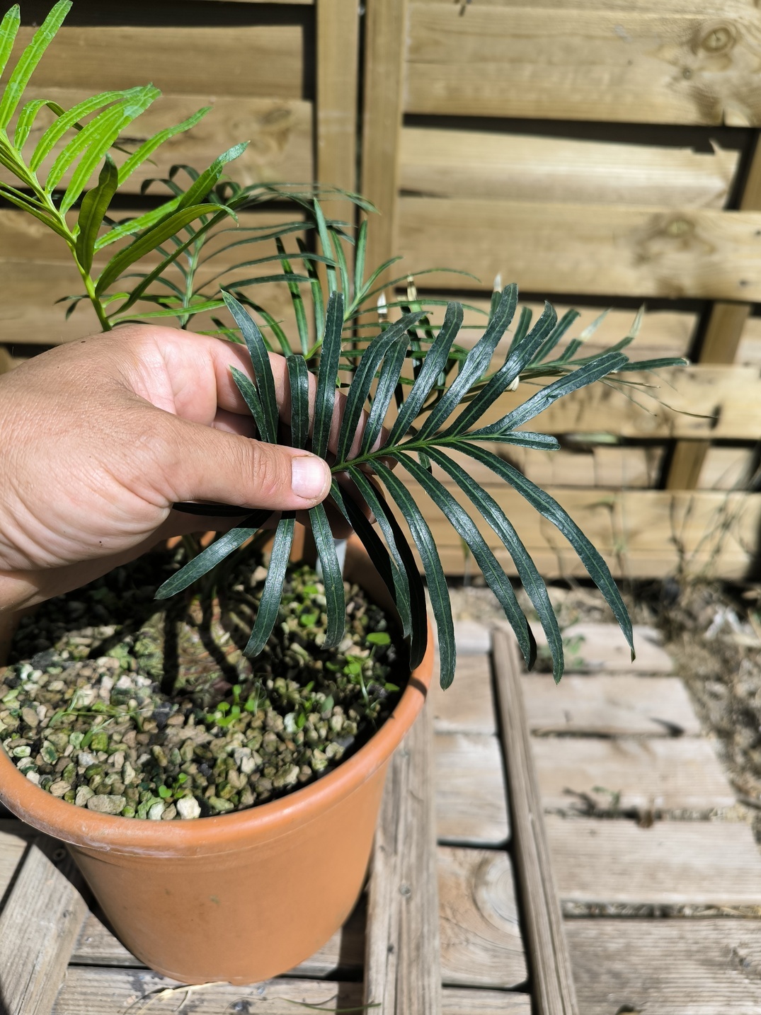 Cycas yorkiana greffé sur C. revoluta – Image 5