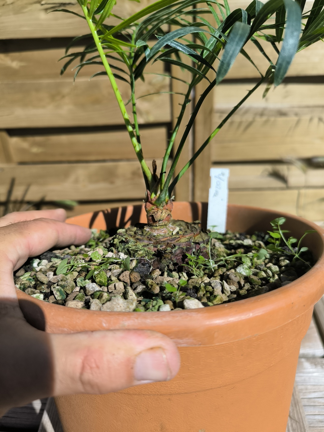 Cycas yorkiana greffé sur C. revoluta – Image 4