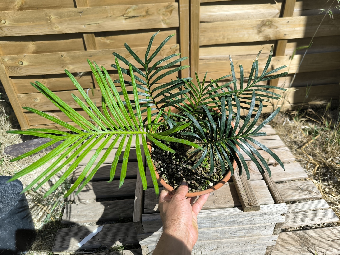 Cycas yorkiana greffé sur C. revoluta – Image 3