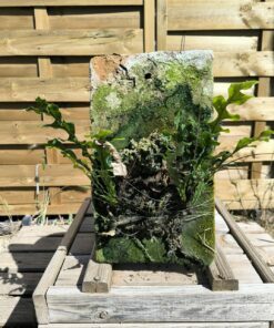 Drynaria bonii "Dwarf" sur plaque