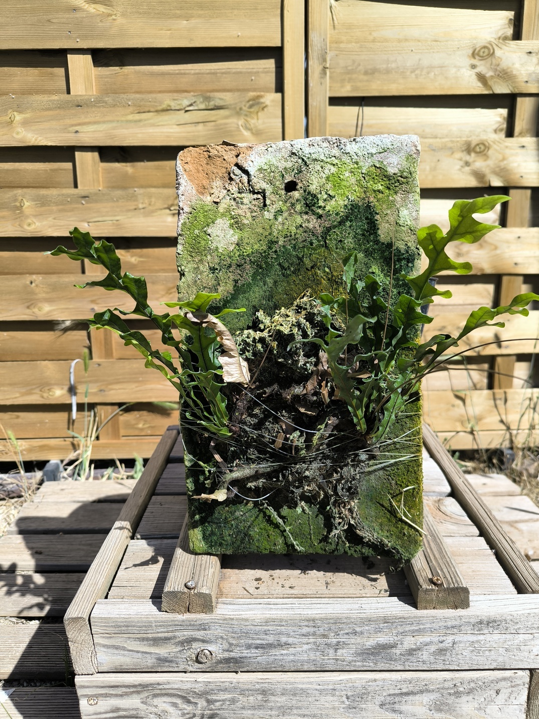 Drynaria bonii "Dwarf" sur plaque