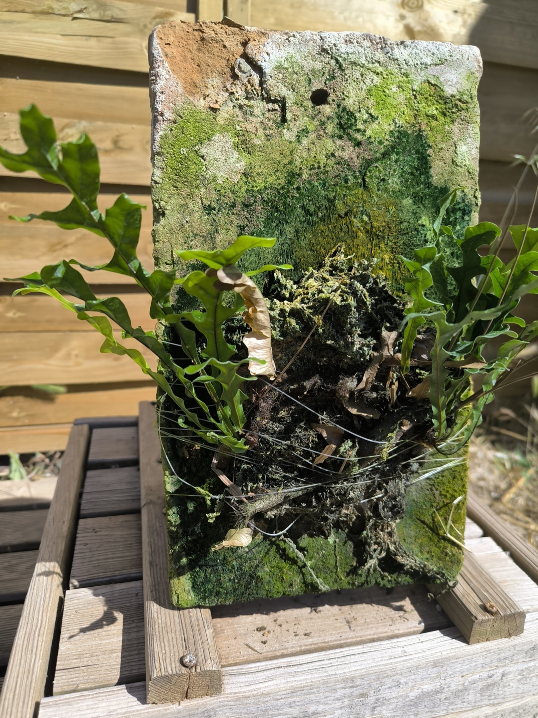 Drynaria bonii "Dwarf" sur plaque – Image 9