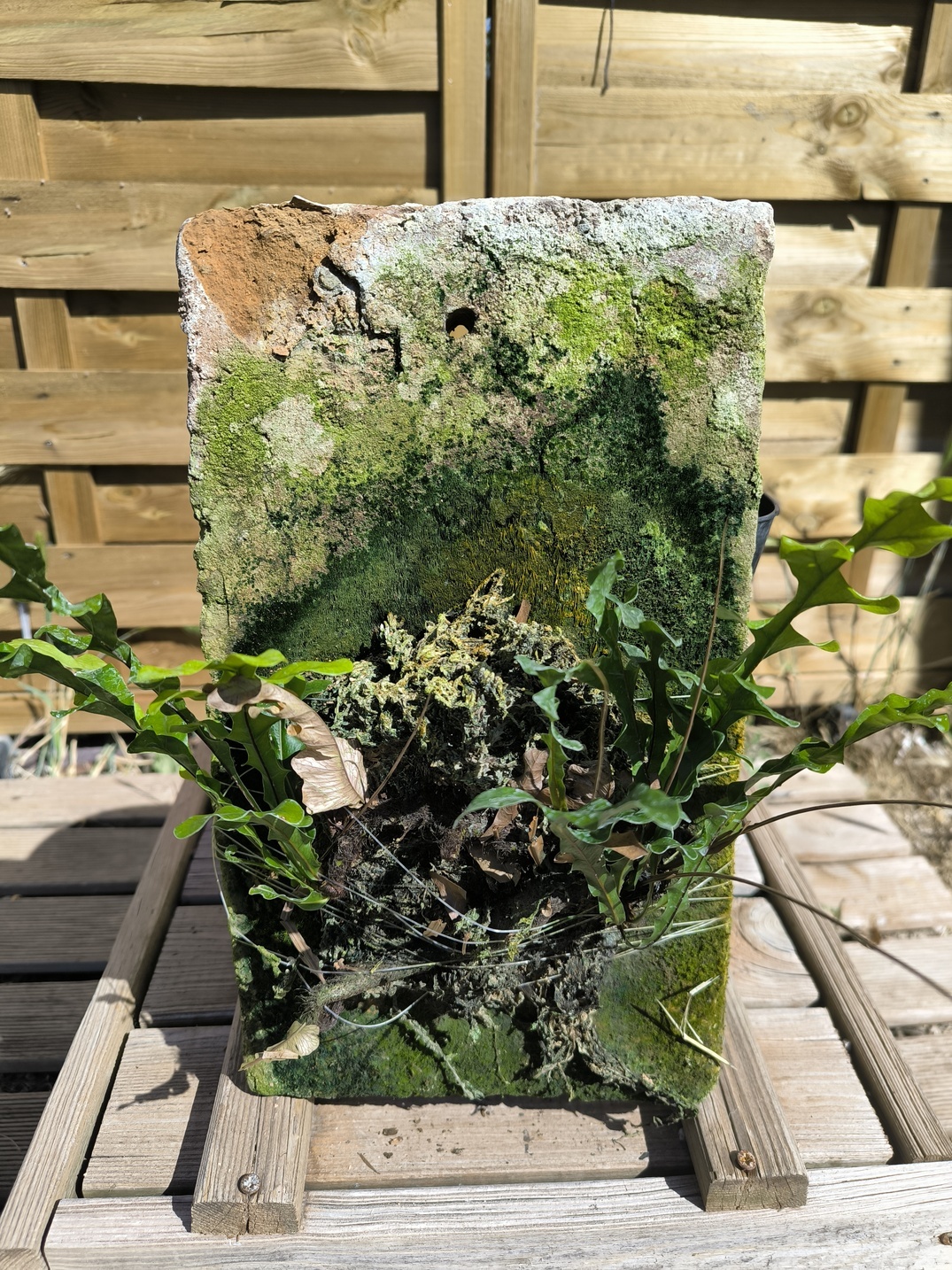 Drynaria bonii "Dwarf" sur plaque – Image 7