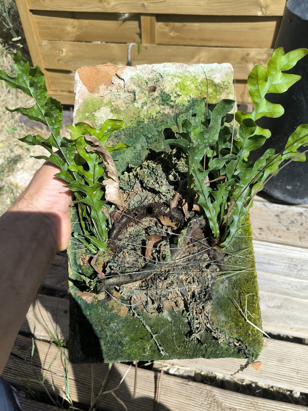 Drynaria bonii "Dwarf" sur plaque – Image 8