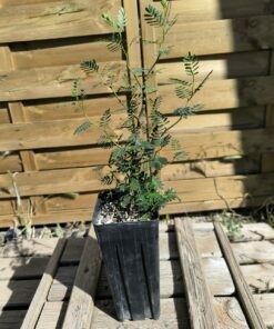 Senna meridionalis