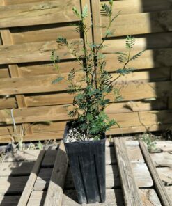 Alternative view of Senna meridionalis