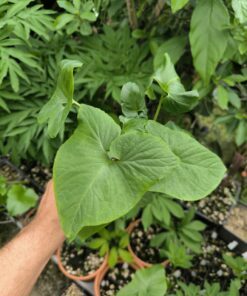 Alternative view of Typhonium albidinervium 1 plant taille floraison