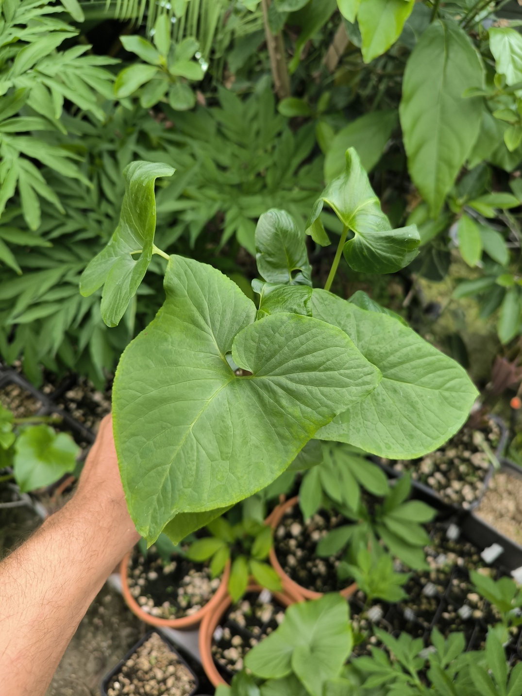 Typhonium albidinervium 1 plant taille floraison – Image 2
