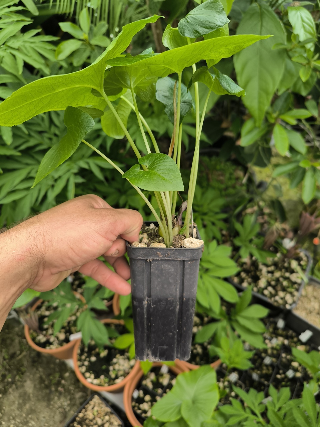 Typhonium albidinervium 1 plant taille floraison – Image 3