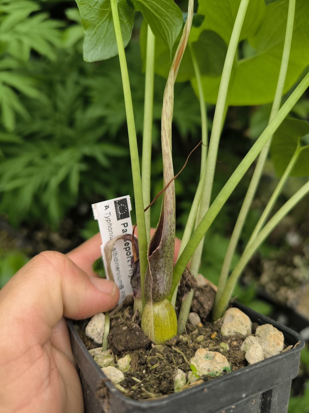 Typhonium albidinervium 1 plant taille floraison – Image 4