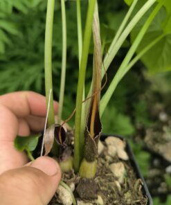 Typhonium albidinervium 1 plant taille floraison