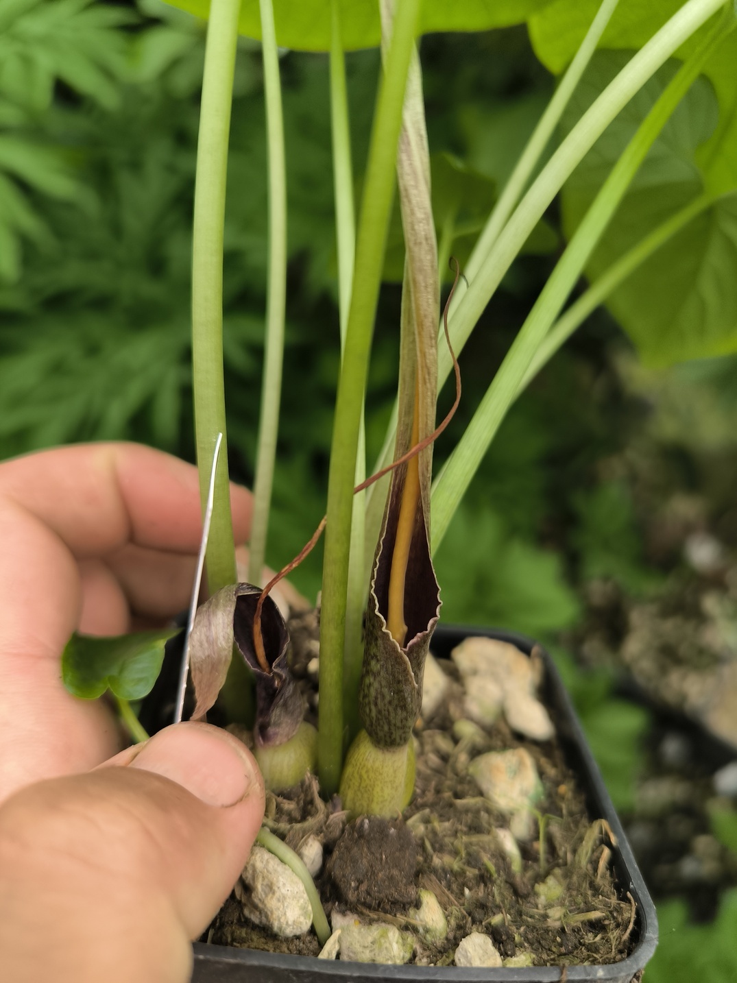 Typhonium albidinervium 1 plant taille floraison