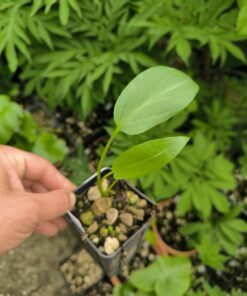 Typhonium flagelliforme Laos