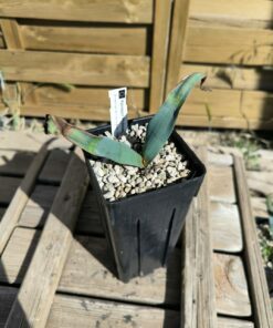 Alternative view of Welwitschia mirabilis W4