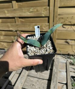 Welwitschia mirabilis W4