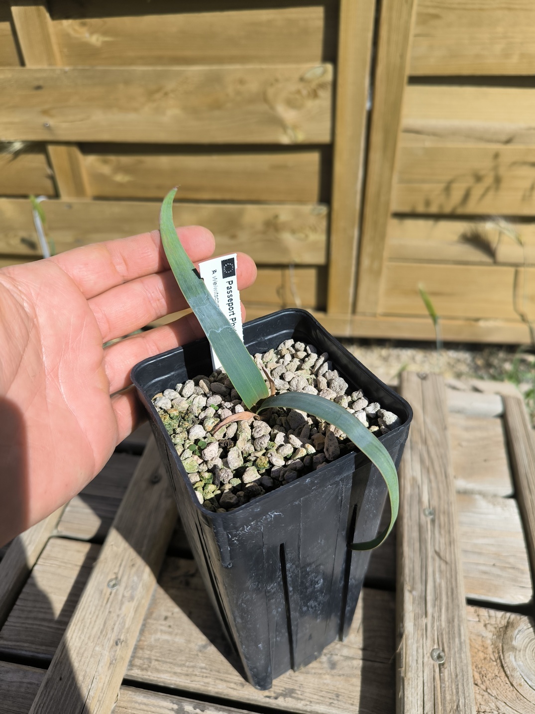 Welwitschia mirabilis W5 – Image 3