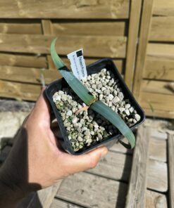 Welwitschia mirabilis W5