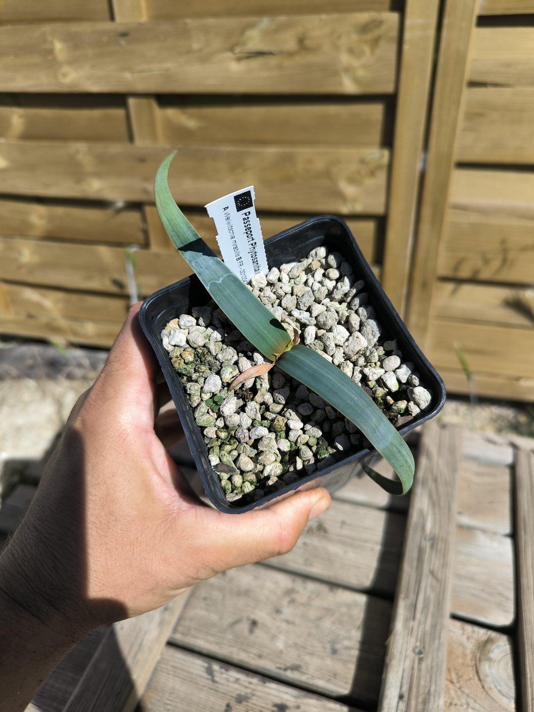 Welwitschia mirabilis W5