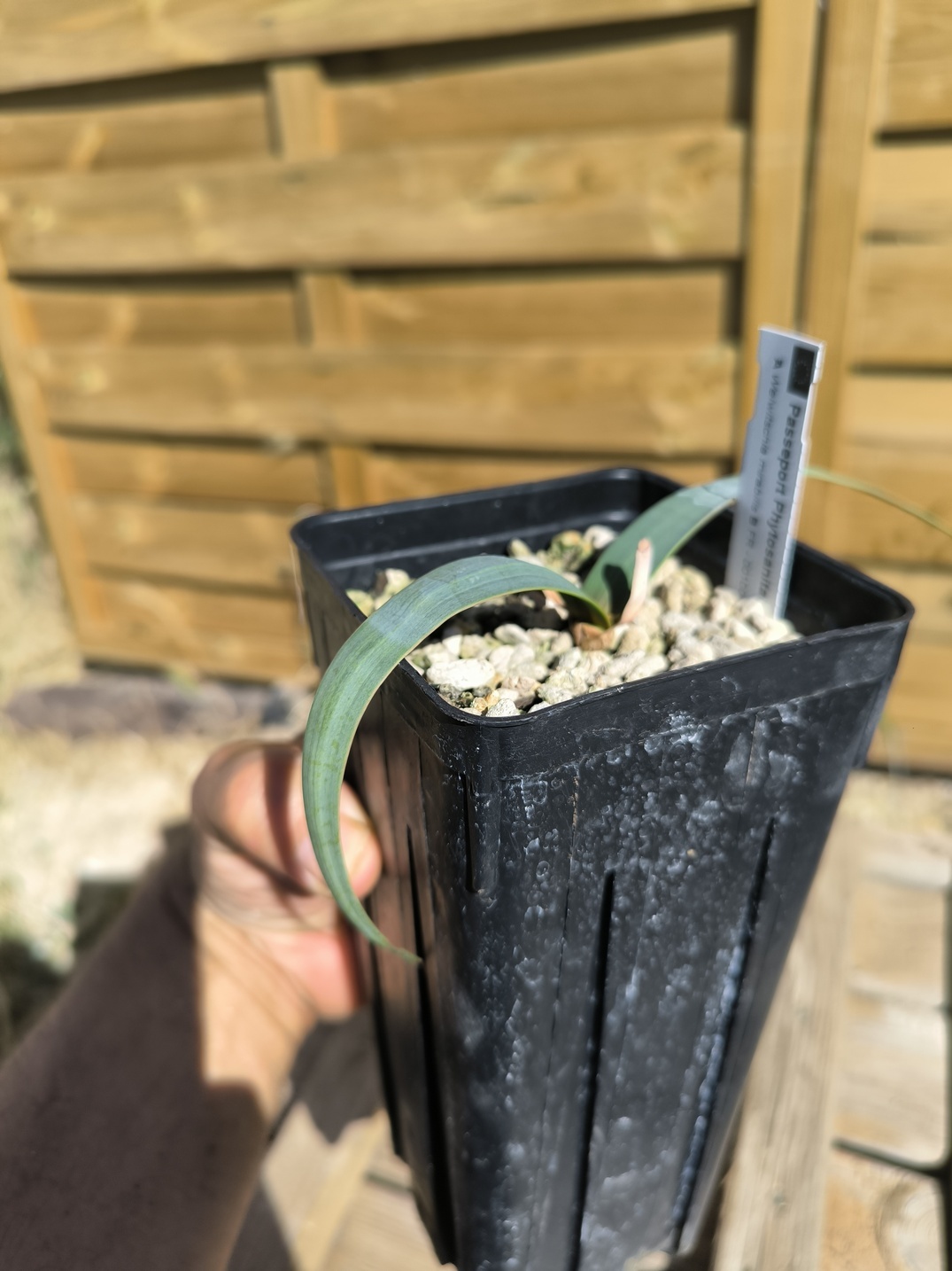 Welwitschia mirabilis W5 – Image 5