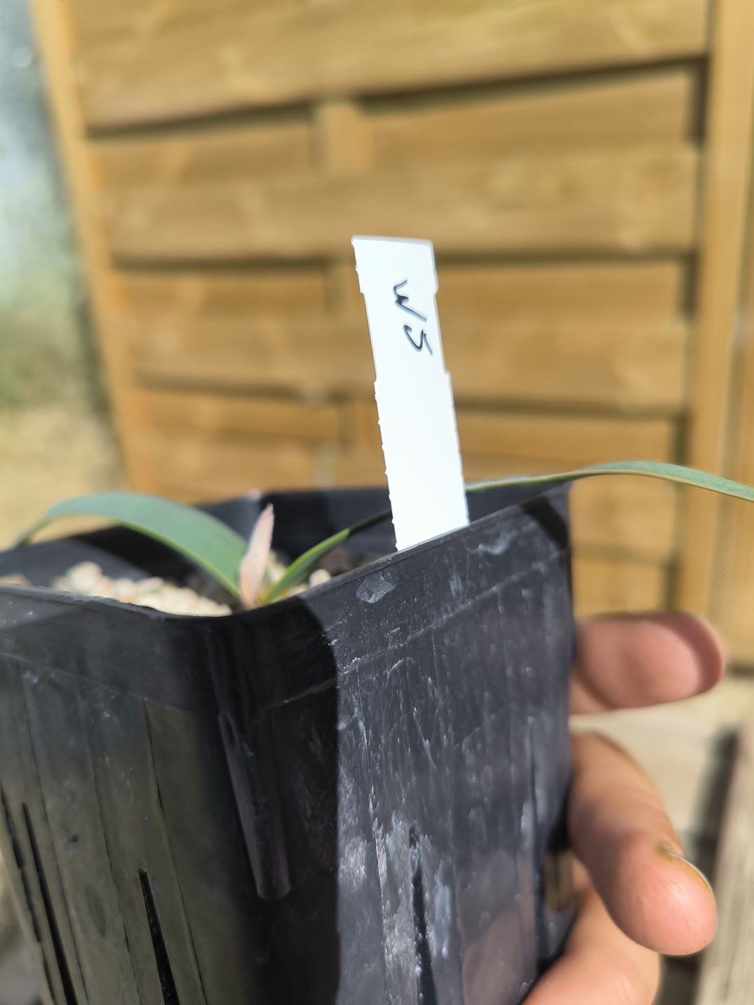 Welwitschia mirabilis W5 – Image 6