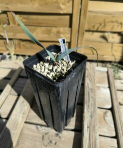 Alternative view of Welwitschia mirabilis W6
