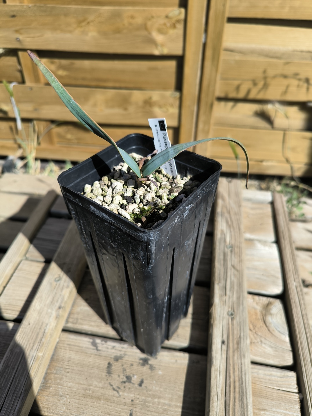 Welwitschia mirabilis W6 – Image 2