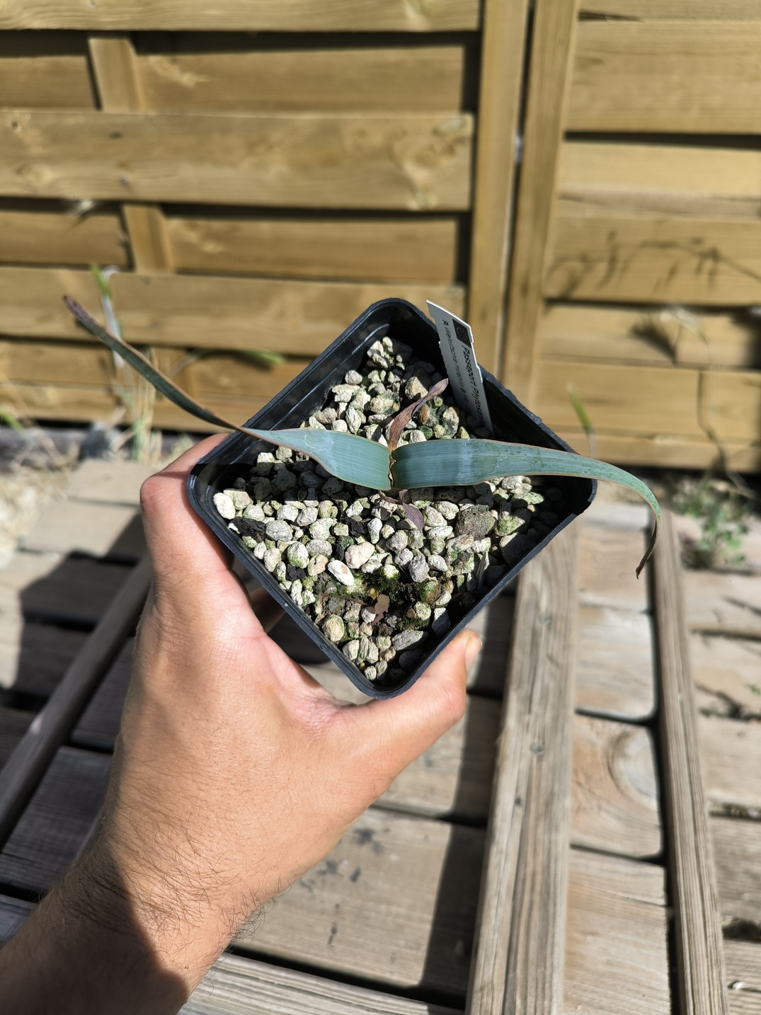 Welwitschia mirabilis W6