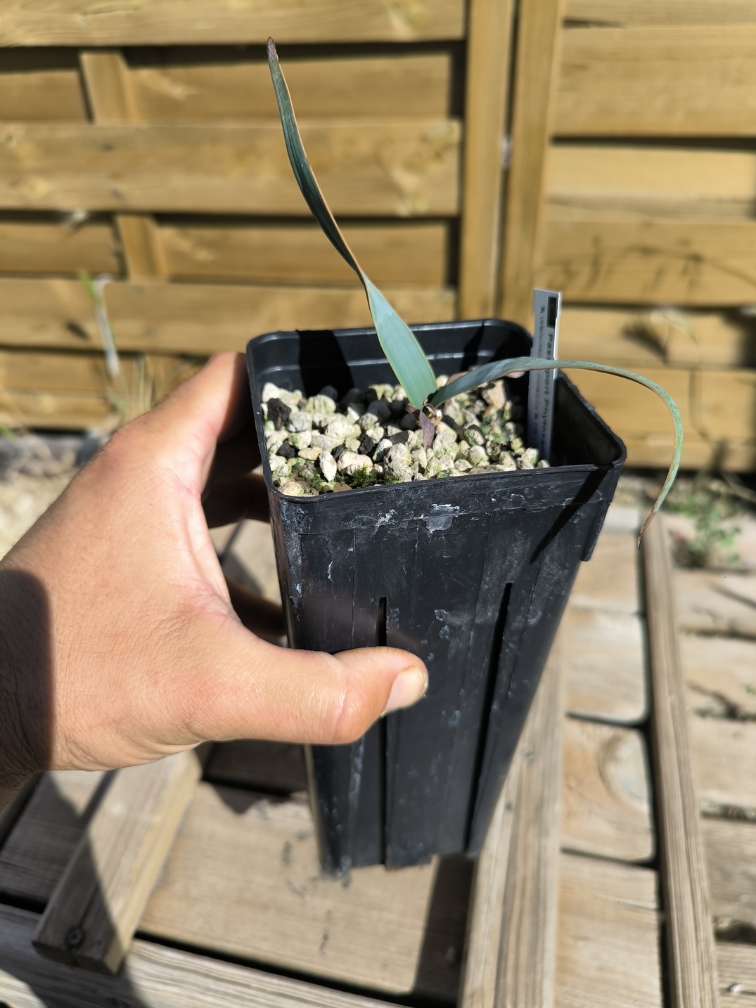 Welwitschia mirabilis W6 – Image 3