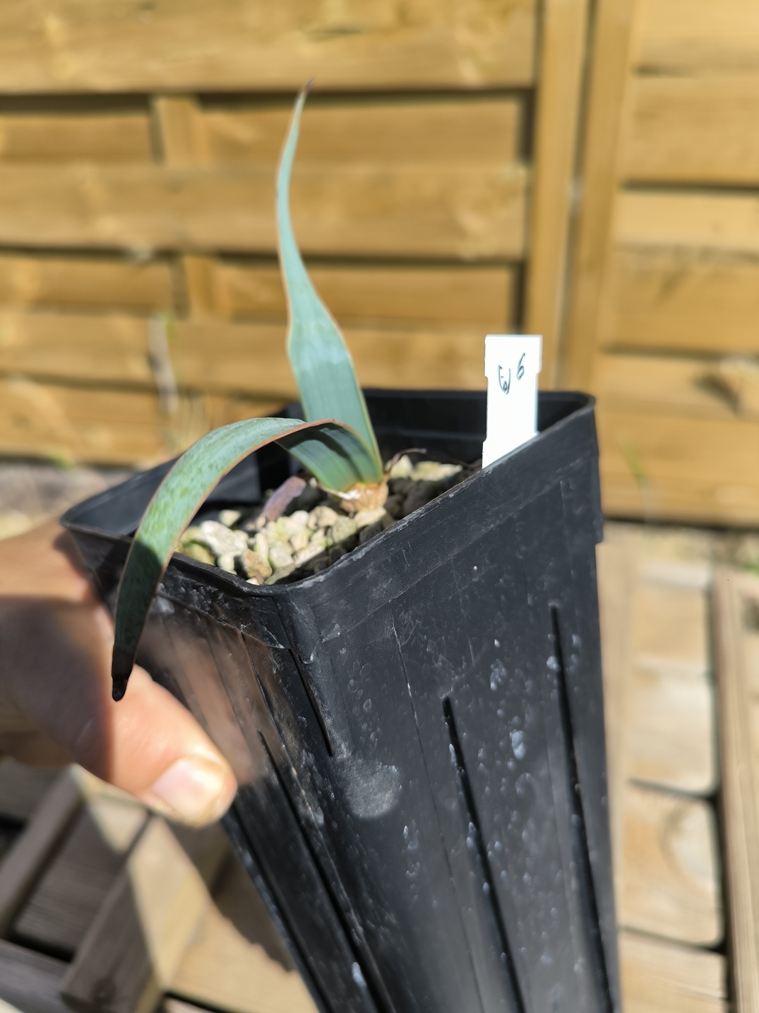 Welwitschia mirabilis W6 – Image 4