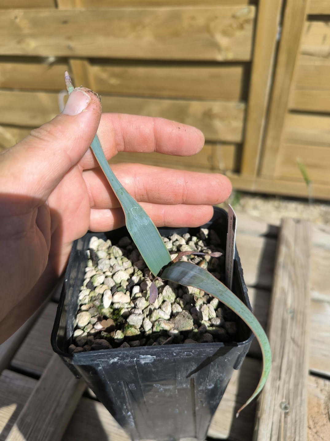 Welwitschia mirabilis W6 – Image 5