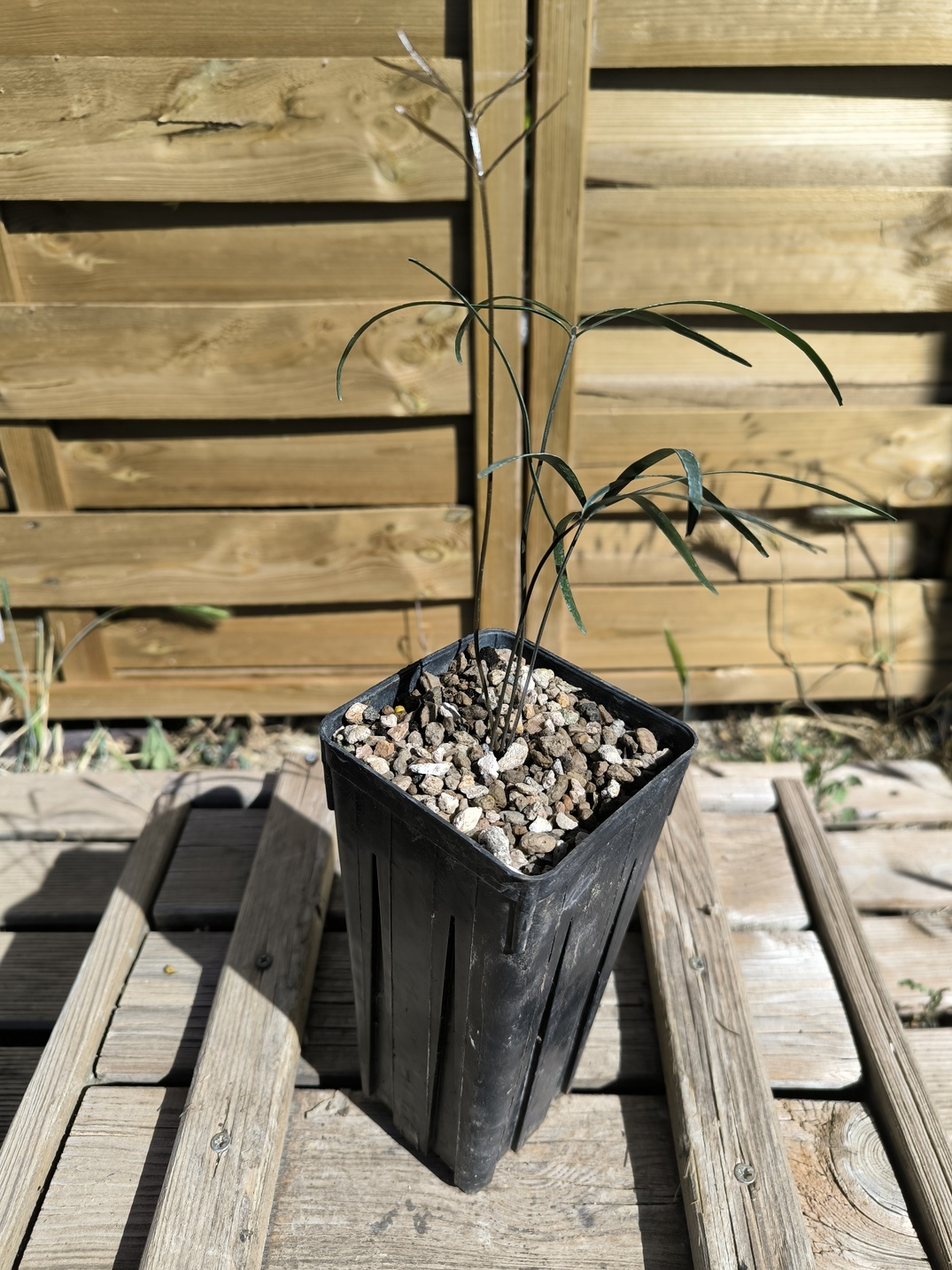 Zamia angustifolia 3-4 feuilles – Image 3
