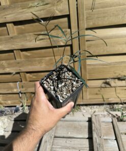Zamia angustifolia 3-4 feuilles