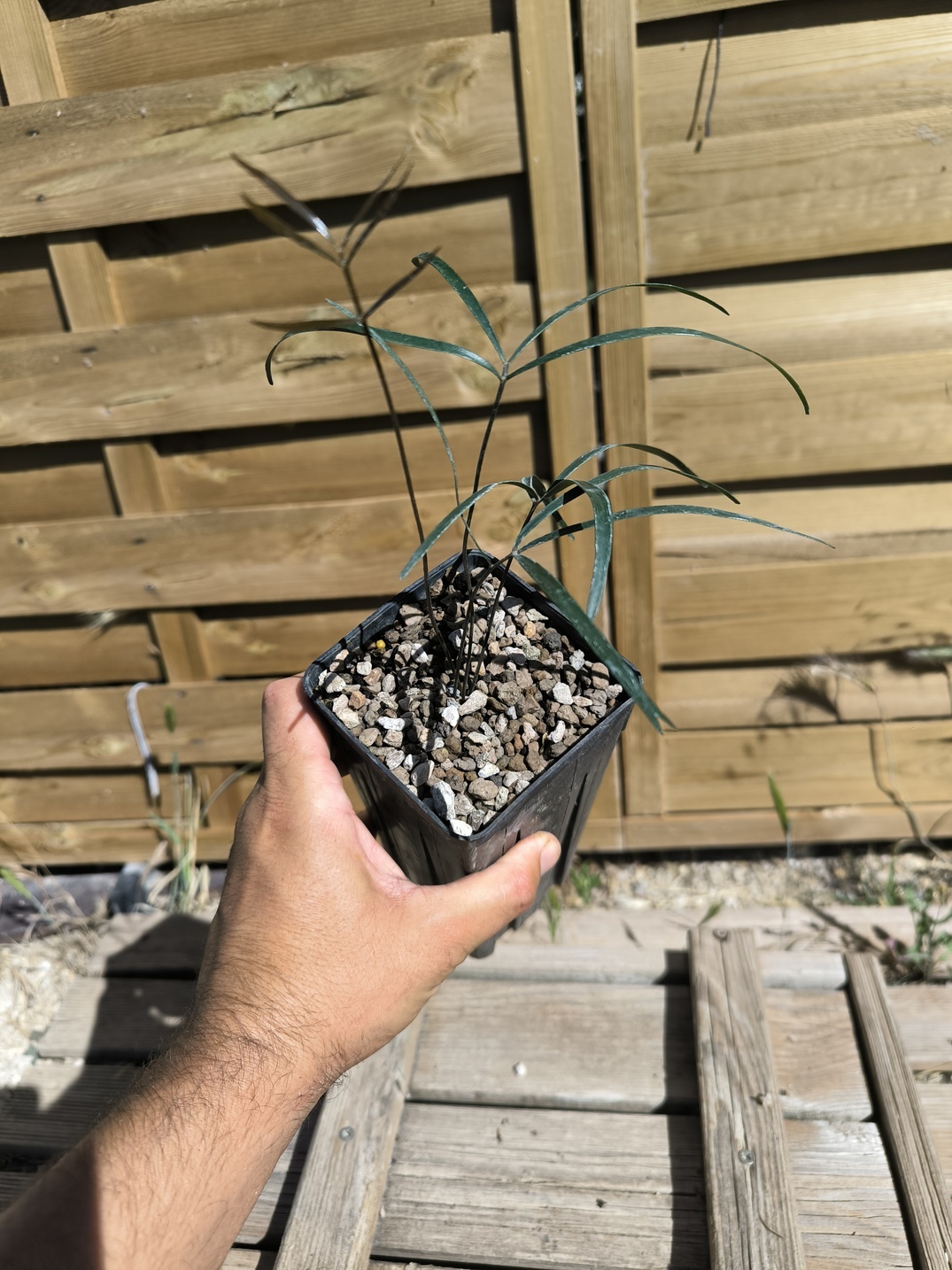 Zamia angustifolia 3-4 feuilles