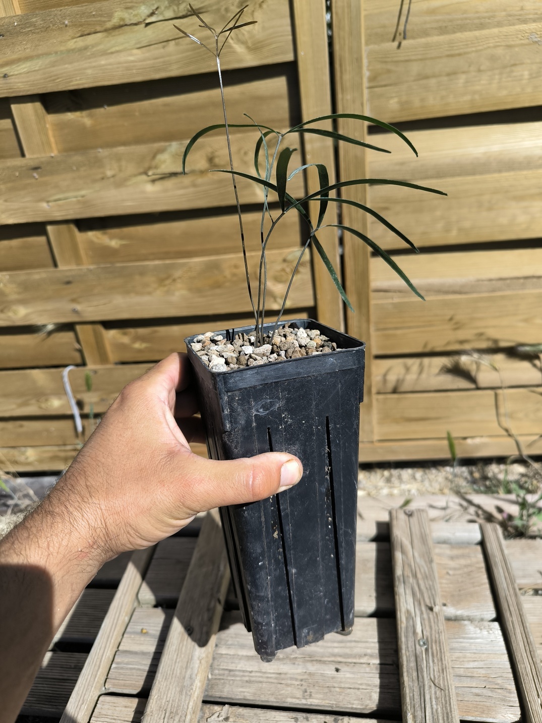Zamia angustifolia 3-4 feuilles – Image 6