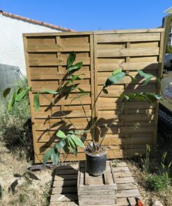 Zamia nesophila 5-6cm caudex