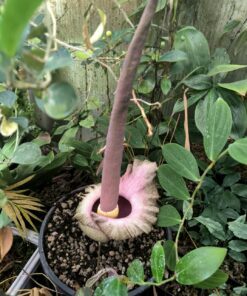 Alternative view of Amorphophallus impressus 20cm