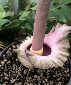 Amorphophallus impressus 10 graines