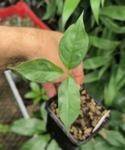 Alternative view of Amorphophallus albispathus Silver