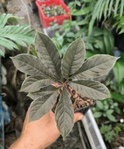 Amorphophallus barbatus