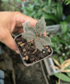 Amorphophallus mirabilis