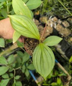 Costus cf. plicatus