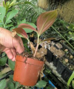 Alternative view of Costus cf. plicatus