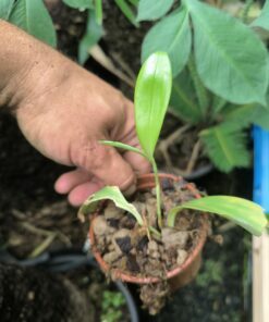 Alternative view of Costus lateriflorus "fleurs blanches"