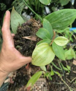 Alternative view of Costus tappenbeckianus