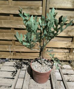Cussonia paniculata ssp. sinuata