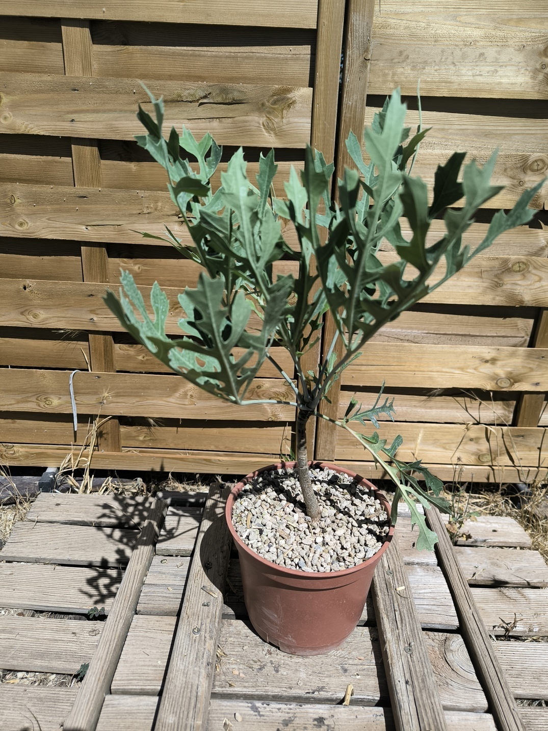 Cussonia paniculata ssp. sinuata
