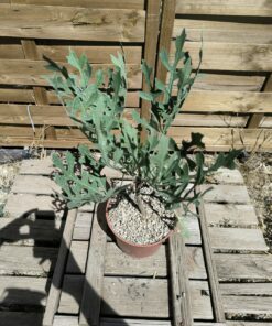 Alternative view of Cussonia paniculata ssp. sinuata