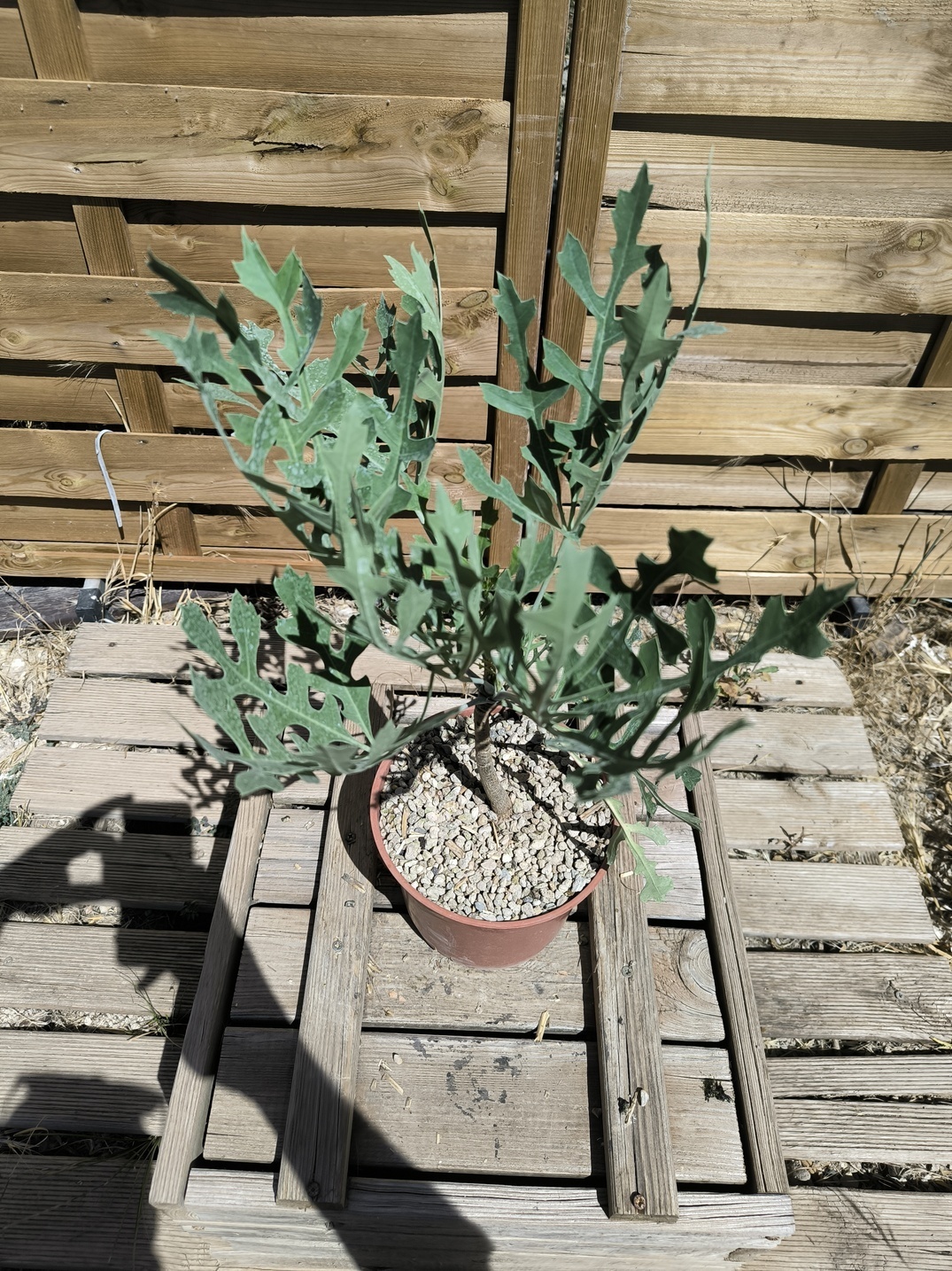 Cussonia paniculata ssp. sinuata – Image 2
