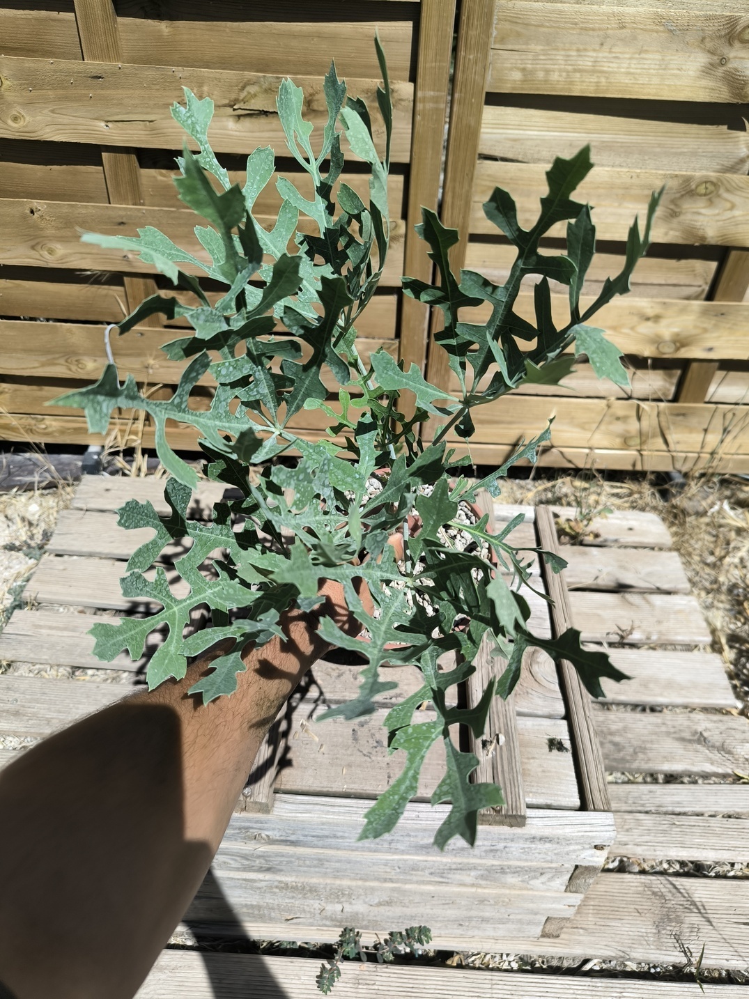 Cussonia paniculata ssp. sinuata – Image 4