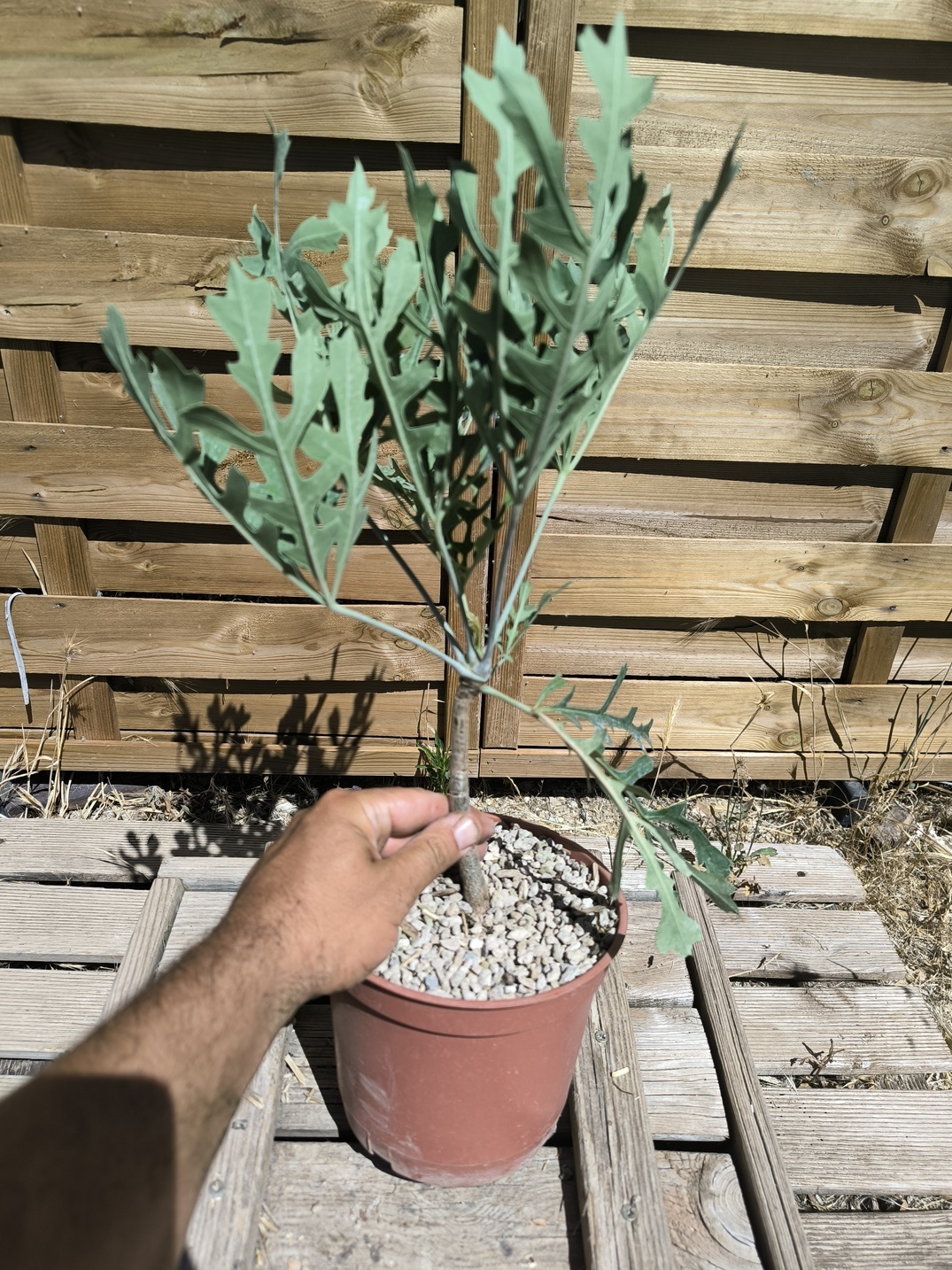 Cussonia paniculata ssp. sinuata – Image 3